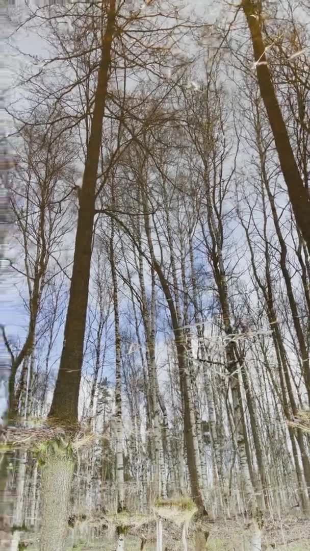 Filmati verticali di tronchi di alberi si riflettono in una pozzanghera, alberi in piedi in acqua nella giornata di sole, macchie di luce e di riflessione sull'acqua, Nel bosco inizia la primavera — Video Stock