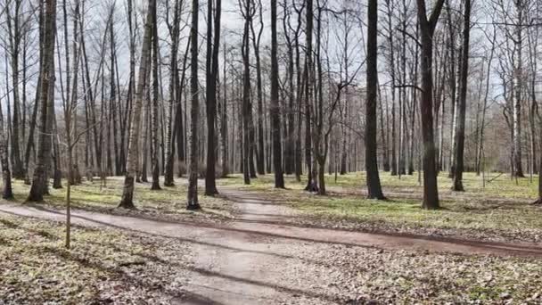 Панорамные кадры весеннего парка в солнечный день, тени черных стволов деревьев в ясную погоду, первая зеленая трава, без людей — стоковое видео