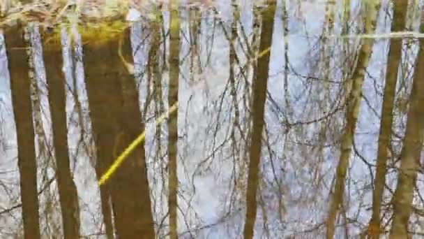 Rörelsematerial av stammar av träd återspeglas i en pöl, träd står i vatten i solig dag, fläckar av ljus och reflektion över vatten, I skogen börjar våren — Stockvideo