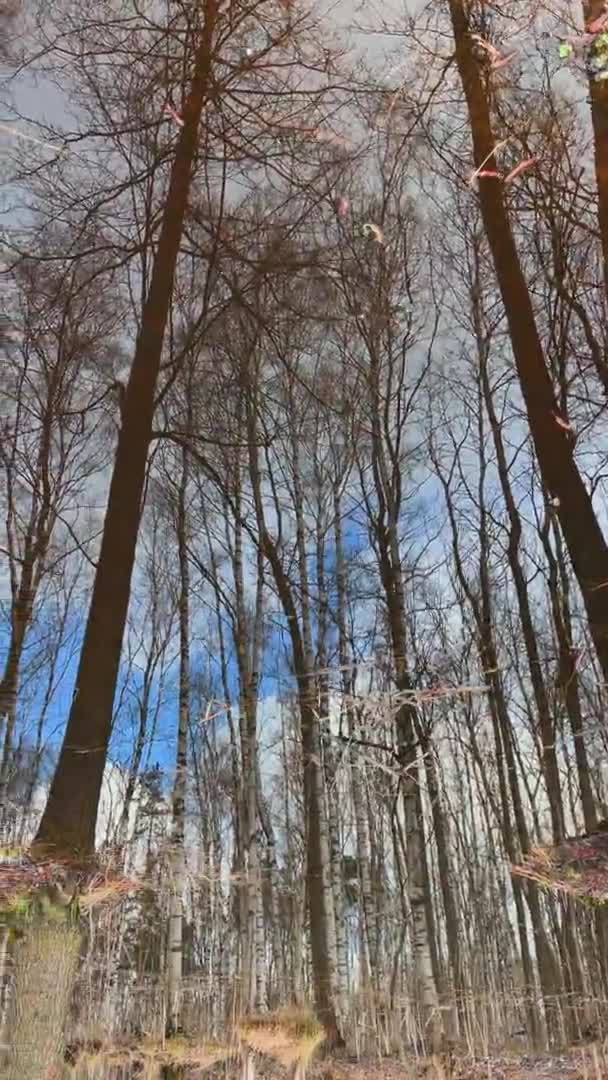 Κατακόρυφα πλάνα από κορμούς δέντρων αντανακλώνται σε μια λακκούβα, δέντρα στέκονται στο νερό την ηλιόλουστη μέρα, κηλίδες φωτός και αντανάκλασης στο νερό, Στο ξύλο ξεκινά η πηγή — Αρχείο Βίντεο