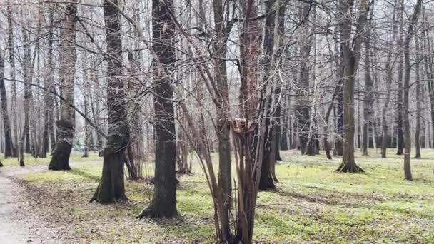 Den panoramabilder av våren park på solig dag, skuggor av svarta stammar av träd vid klart väder, första grönt gräs, utan människor — Stockvideo