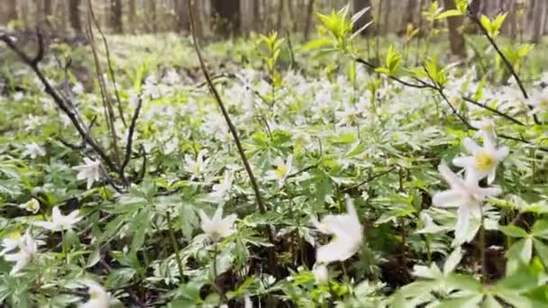 Wczesny rozkwit śniegu w wiosennym lesie w słoneczny dzień, białe kwiaty, kamera przesuwają się nad kwiatami, dzikie drewno, zbliżenie — Wideo stockowe