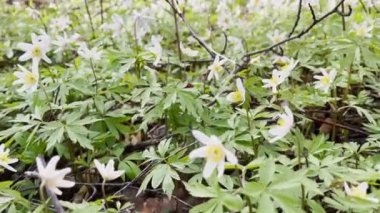 Güneşli bir günde ilkbahar ormanlarında erken açan kardamlaları, beyaz çiçekler, kameralar çiçeklerin üzerinde hareket eder, yabani ağaçlar, yakın çekim görüntüleri