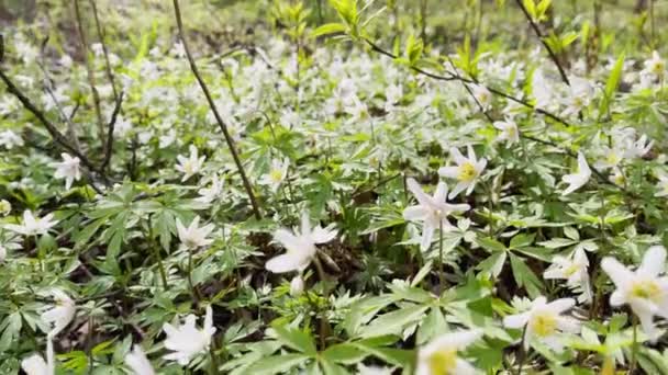 La fioritura precoce dei bucaneve nella foresta primaverile nella giornata di sole, fiori bianchi, macchina fotografica si muovono sui fiori, legno selvatico, riprese ravvicinate — Video Stock