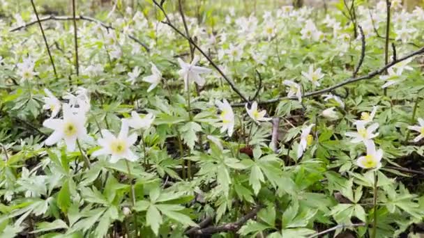 De vroege bloei van sneeuwklokjes in het voorjaar bos op zonnige dag, witte bloemen, camera bewegen over bloemen, wild hout, close-up beelden — Stockvideo