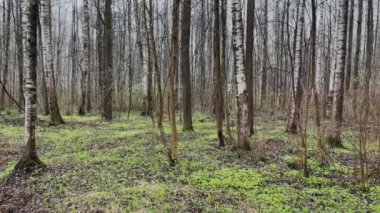Bulutlu bir günde bahar parkının panoramik görüntüleri, ilk yeşil çimen, insanlar olmadan.
