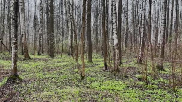 A panoráma felvétel a tavaszi parkról a felhős napokon, az első zöld fűről, emberek nélkül — Stock videók