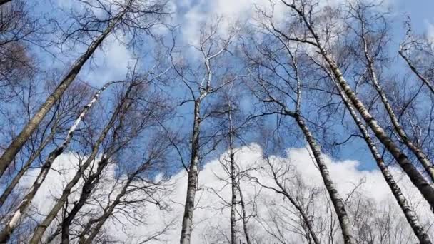 Kvalitní záběry pohybujících se stromů v jarním parku, Vrcholky stromů na modré obloze, spodní pohled, žádní lidé — Stock video