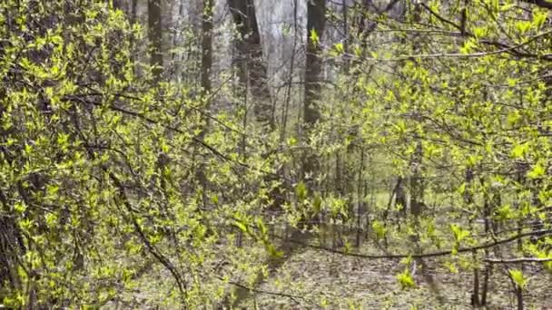 Гілки дерев починають цвісти в парку в сонячну погоду, маленькі зелені листки на гілках, перші дні весни, промені сонця виділяють листя — стокове відео