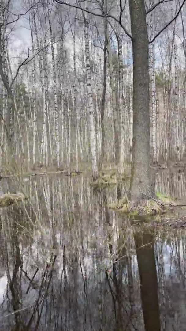 树干的运动画面反映在一个水坑里，在阳光明媚的日子里，树站在水里，一片片的光和水面上的倒影。春天在树林里开始了 — 图库视频影像