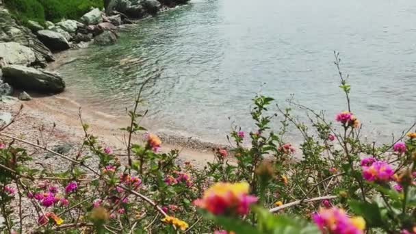 Dużo kwiatów przeciw malowniczemu morskiemu krajobrazowi błękitnej laguny z pustą publiczną plażą o wschodzie słońca, bez turystów, lazurowa woda — Wideo stockowe
