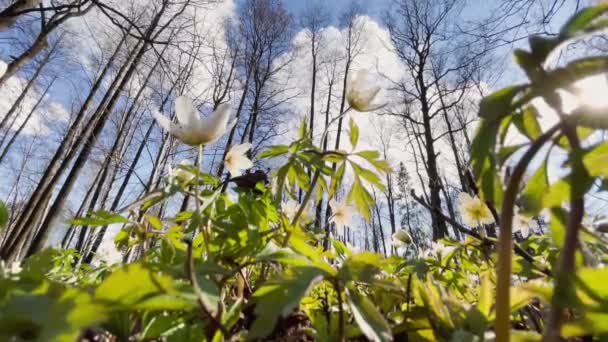 A korai virágzó hóvirág a tavaszi erdőben a napsütéses napon, fehér virágok, alsó nézet, vadon élő fa, közelkép — Stock videók