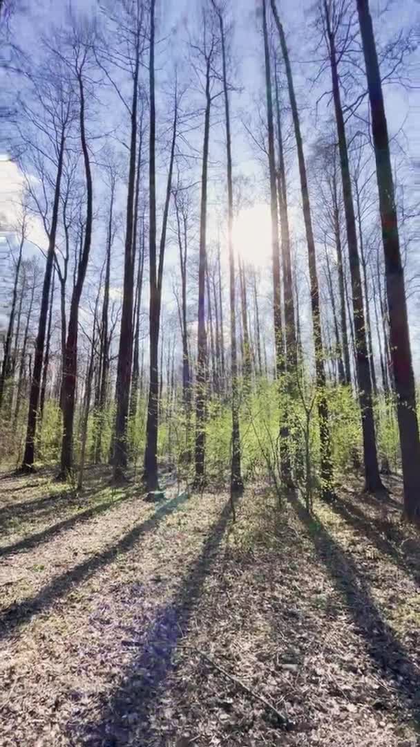 Панорамні кадри весняного парку в сонячний день, тіні чорних стовбурів дерев в ясну погоду, перша зелена трава, без людей — стокове відео