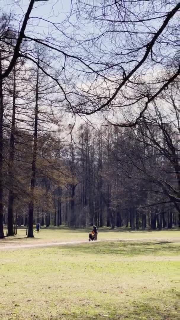 Imágenes verticales de A women is walking with baby carages in public park at sunny day, El niño monta en bicicleta, el padre corre detrás de él, tiempo despejado — Vídeos de Stock