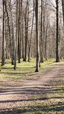 Güneşli bir günde bahar parkının panoramik görüntüleri, açık havada siyah ağaç gövdelerinin gölgeleri, ilk yeşil çimenler, insanlar olmadan.