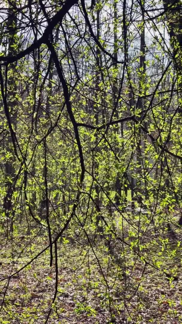Гілки дерев починають цвісти в парку в сонячну погоду, маленькі зелені листки на гілках, перші дні весни, промені сонця виділяють листя — стокове відео