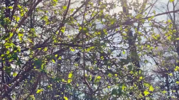 Las ramas de los árboles comienzan a florecer en el parque en el tiempo soleado, las hojuelas pequeñas verdes en las ramas, los primeros días de la primavera, los rayos del sol destacan las hojas — Vídeo de stock