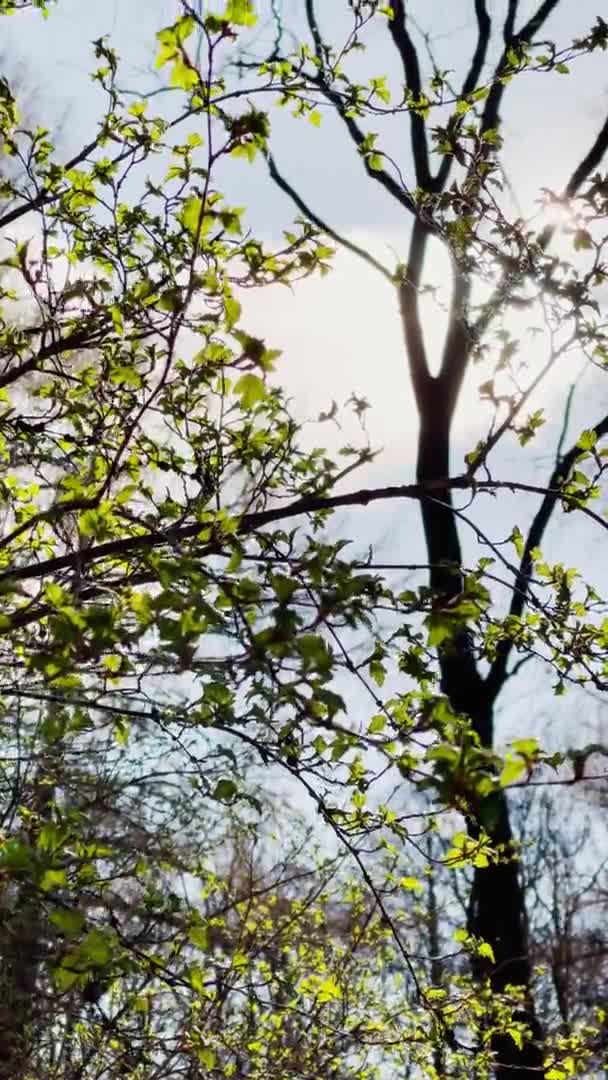 Filialer av ett träd börjar blomma i parken i soligt väder, Små gröna flygblad på grenar, de första dagarna på våren, Strålar av solen markera blad — Stockvideo