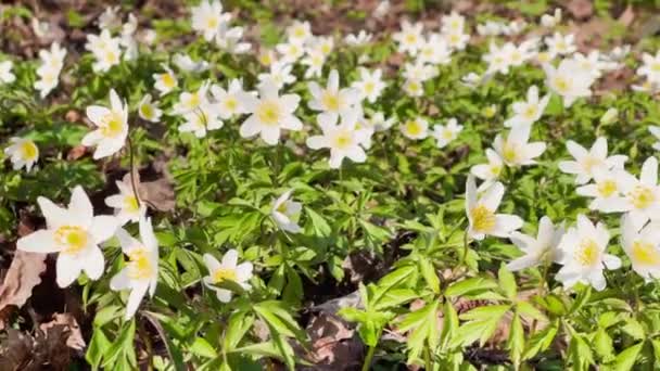 Tidig blomning av snödroppar i vårskogen på solig dag, vita blommor, kamera flytta över blommor, vilda trä, närbilder — Stockvideo