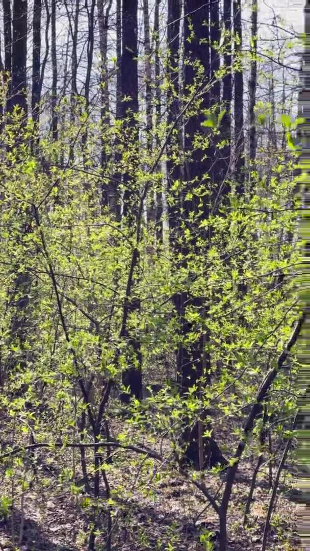 Filialer av ett träd börjar blomma i parken i soligt väder, Små gröna flygblad på grenar, de första dagarna på våren, Strålar av solen markera blad — Stockvideo