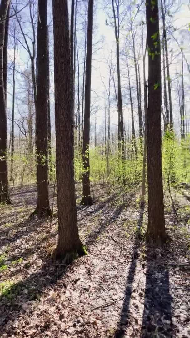 Les images panoramiques du parc de printemps à la journée ensoleillée, ombres de troncs noirs d'arbres par temps clair, première herbe verte, sans personnes