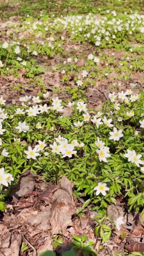 Wczesny rozkwit śniegu w wiosennym lesie w słoneczny dzień, białe kwiaty, kamera przesuwają się nad kwiatami, dzikie drewno, zbliżenie — Wideo stockowe