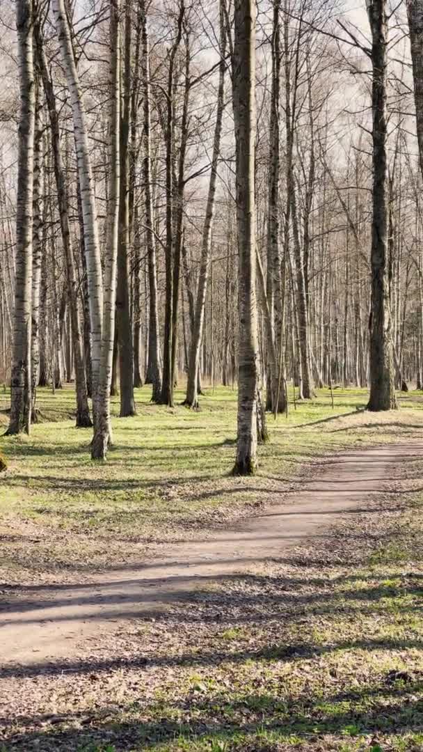 Panoramatické záběry jarního parku za slunečného dne, stíny černých kmenů stromů za jasného počasí, první zelená tráva, bez lidí — Stock video