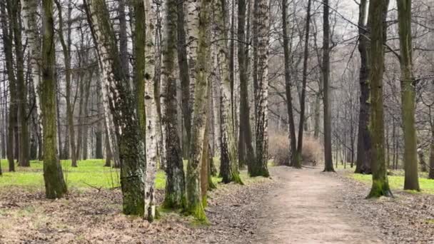 Las imágenes panorámicas del parque de primavera en el día nublado, está nevando, primera hierba verde, sin gente — Vídeos de Stock