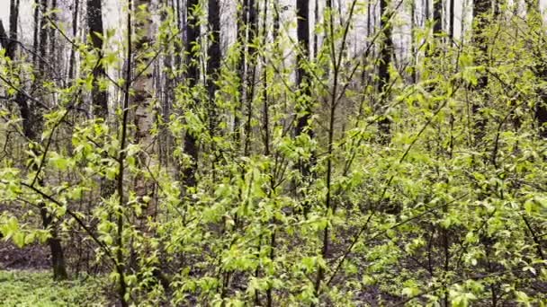 Os ramos de umas árvores começam a florir no parque selvagem no tempo chuvoso, pequenas folhinhas verdes em ramos, os primeiros dias da primavera, efeito de paralaxe — Vídeo de Stock