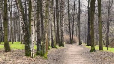 Bulutlu bir günde bahar parkının panoramik görüntüsü, kar yağıyor, ilk yeşil çimen, insanlar olmadan.