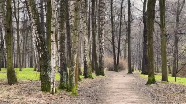 Панорамные кадры весеннего парка в пасмурный день, снег, первая зеленая трава, без людей — стоковое видео