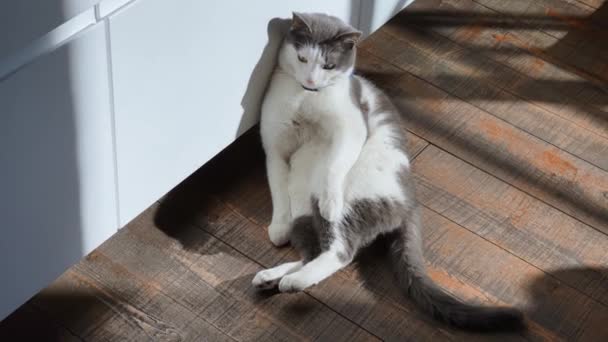 Котиться смішна ледача кішка на сонячних променях на дерев'яній підлозі, блакитний комір з блох, ласки і позіхання, дивиться у відеокамеру — стокове відео