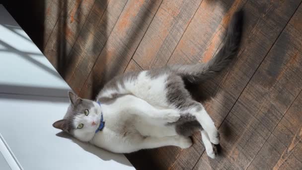 Houpající se směšná líná kočka se vyhřívá ve slunečních paprscích na dřevěné podlaze, modrý obojek z blech, laskání a zívání, dívá se do videokamery — Stock video
