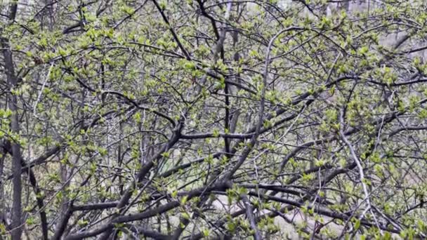 Zweige eines Baumes beginnen im wilden Park bei regnerischem Wetter zu blühen, kleine grüne Blättchen an den Zweigen, die ersten Frühlingstage, Parallaxe-Effekt — Stockvideo