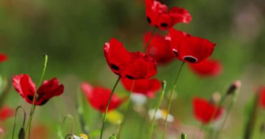 Güneşin doğuşunda bir sürü gelincik çiçeğinin olduğu pitoresk manzara, turistlerin olmadığı, yeşil bir arka plan.