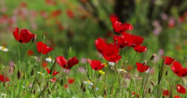 Güneşin doğuşunda bir sürü gelincik çiçeğinin olduğu pitoresk manzara, turistlerin olmadığı, yeşil bir arka plan.