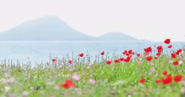 Gün doğumunda güzel bir deniz manzarasına karşı bir sürü gelincik, arka planda dağlar, turistler olmadan, bulanık güneş sulara yansıyor.