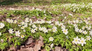 Güneşli bir günde ilkbahar ormanlarında erken açan kardamlaları, beyaz çiçekler, kameralar çiçeklerin üzerinde hareket eder, yabani ağaçlar, yakın çekim görüntüleri