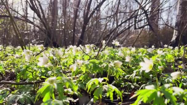 Tidig blomning av snödroppar i vårskogen på solig dag, vita blommor, kamera flytta över blommor, vilda trä, närbilder — Stockvideo