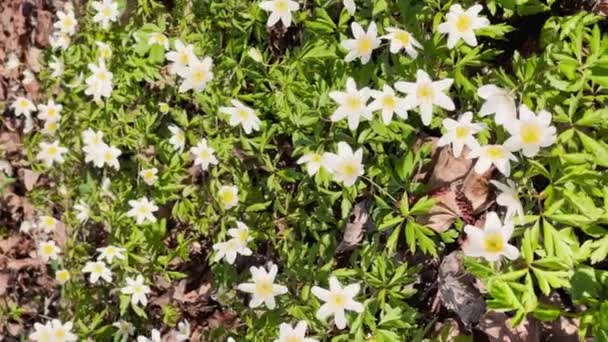 De vroege bloei van sneeuwklokjes in het voorjaar bos op zonnige dag, witte bloemen, camera bewegen over bloemen, wild hout, close-up beelden — Stockvideo