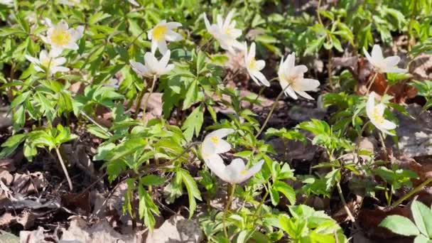 Tidig blomning av snödroppar i vårskogen på solig dag, vita blommor, kamera flytta över blommor, vilda trä, närbilder — Stockvideo