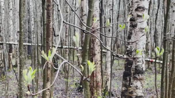 Zweige eines Baumes beginnen im wilden Park bei regnerischem Wetter zu blühen, kleine grüne Blättchen an den Zweigen, die ersten Frühlingstage, Parallaxe-Effekt — Stockvideo