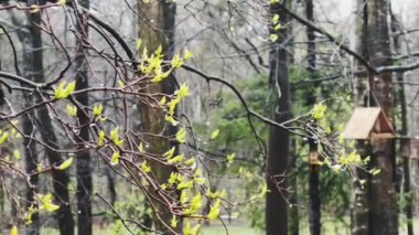 Bir ağacın dalları, yağmurlu havada vahşi parkta çiçek açmaya başlar. Küçük yeşil broşürler, siyah dallar, ilkbaharın ilk günleri, siyah beyaz arka plan, parallaks etkisi.