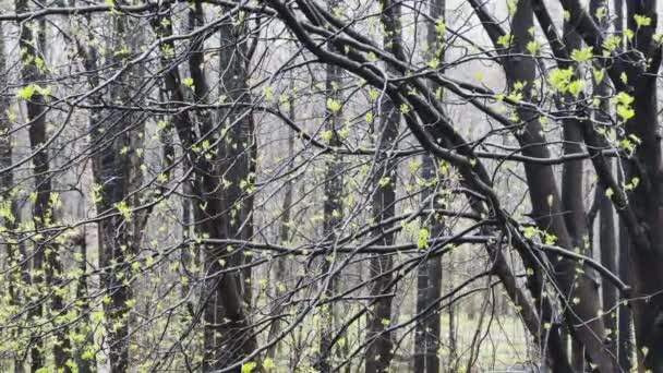 Os ramos de umas árvores começam a florir no parque selvagem no tempo chuvoso, pequenas folhinhas verdes em ramos pretos, os primeiros dias da primavera, fundo preto e branco, efeito de paralaxe — Vídeo de Stock