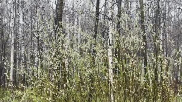 Las ramas de los árboles comienzan a florecer en el parque salvaje en el tiempo lluvioso, las hojuelas pequeñas verdes sobre las ramas negras, los primeros días de la primavera, el fondo blanco y negro, el efecto de paralaje — Vídeo de stock