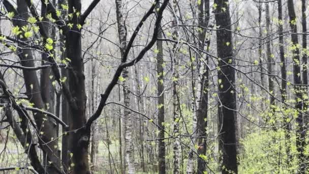 Гілки дерев починають цвісти в дикому парку в дощову погоду, маленькі зелені листівки на чорних гілках, перші дні весни, чорно-білий фон, ефект паралаксу — стокове відео