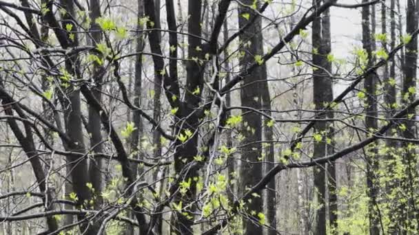 Os ramos de umas árvores começam a florir no parque selvagem no tempo chuvoso, pequenas folhinhas verdes em ramos pretos, os primeiros dias da primavera, fundo preto e branco, efeito de paralaxe — Vídeo de Stock