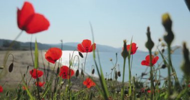 Gün doğumunda güzel bir deniz manzarasına karşı bir sürü gelincik, arka planda dağlar, turistler olmadan, bulanık güneş sulara yansıyor.