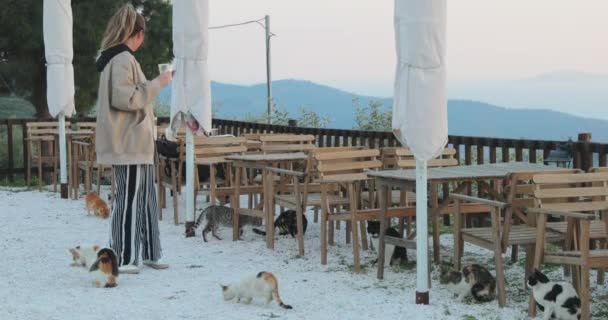 Viele Katzen rannten zu der Frau und baten um Essen, Berge und rosa Himmel im Hintergrund — Stockvideo