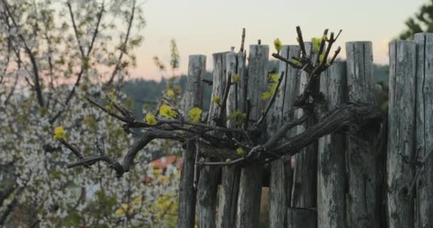 A través de la valla sobresalen las vides florecientes de uvas al atardecer, un árbol floreciente en el fondo — Vídeos de Stock